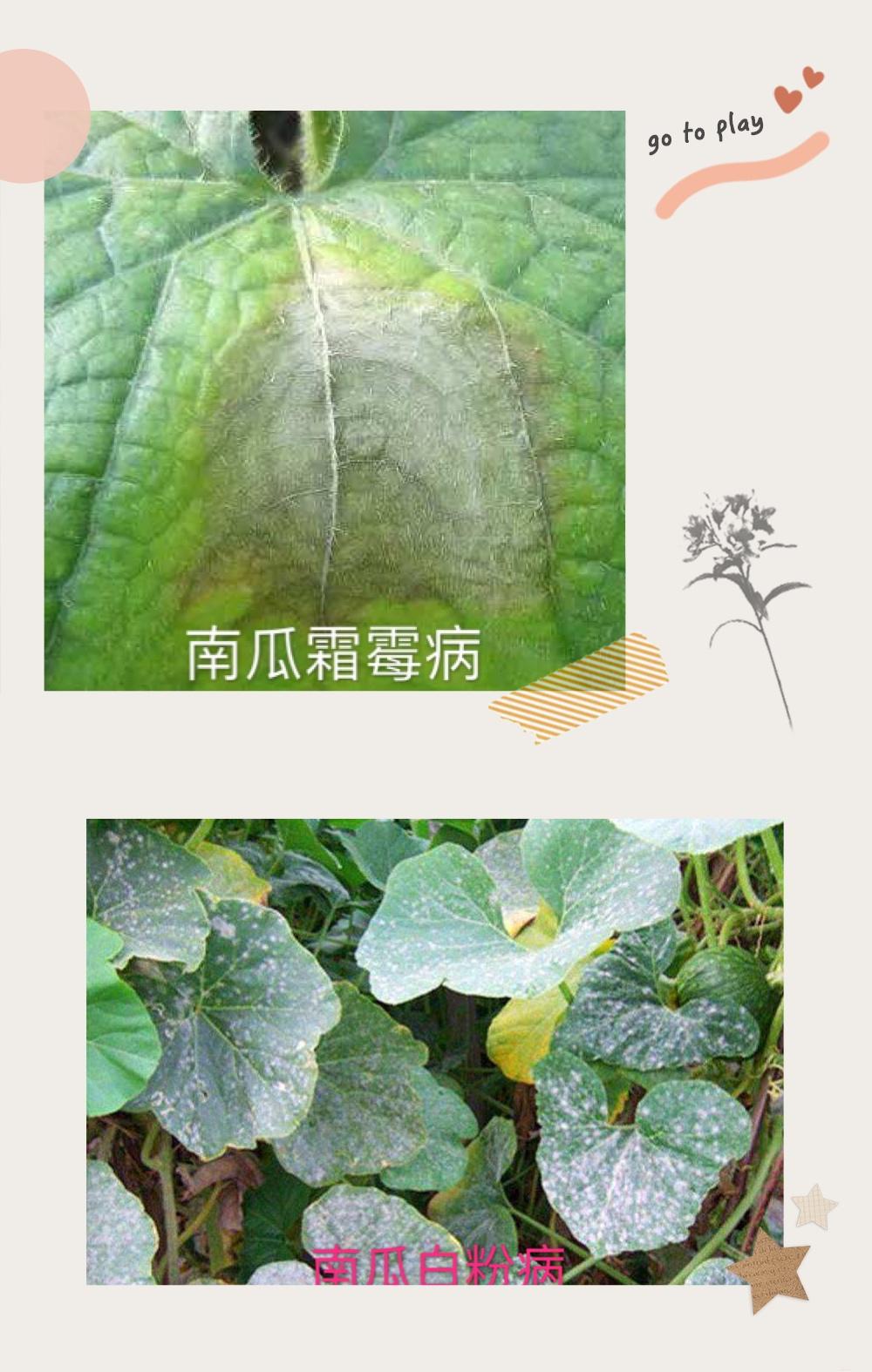 东北南瓜种植时间_南瓜在东北什么时候育苗_东北南瓜种植技术