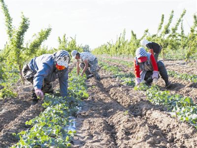 架搭种植香瓜露地技术规程_露地香瓜搭架种植技术_架搭种植香瓜露地技术要点