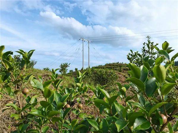 致富经 油茶_致富经创业项目油茶树_油茶赚钱吗