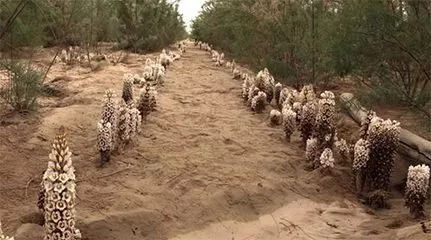 肉苁蓉种植效益_致富种植肉苁蓉图片_种植肉苁蓉致富