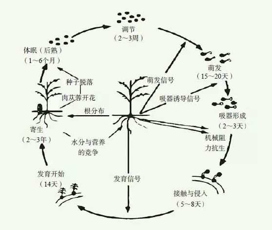 致富种植肉苁蓉图片_肉苁蓉种植效益_种植肉苁蓉致富