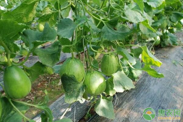 江西薄皮甜瓜春季大棚种植管理技术-图片版权归惠农网所有