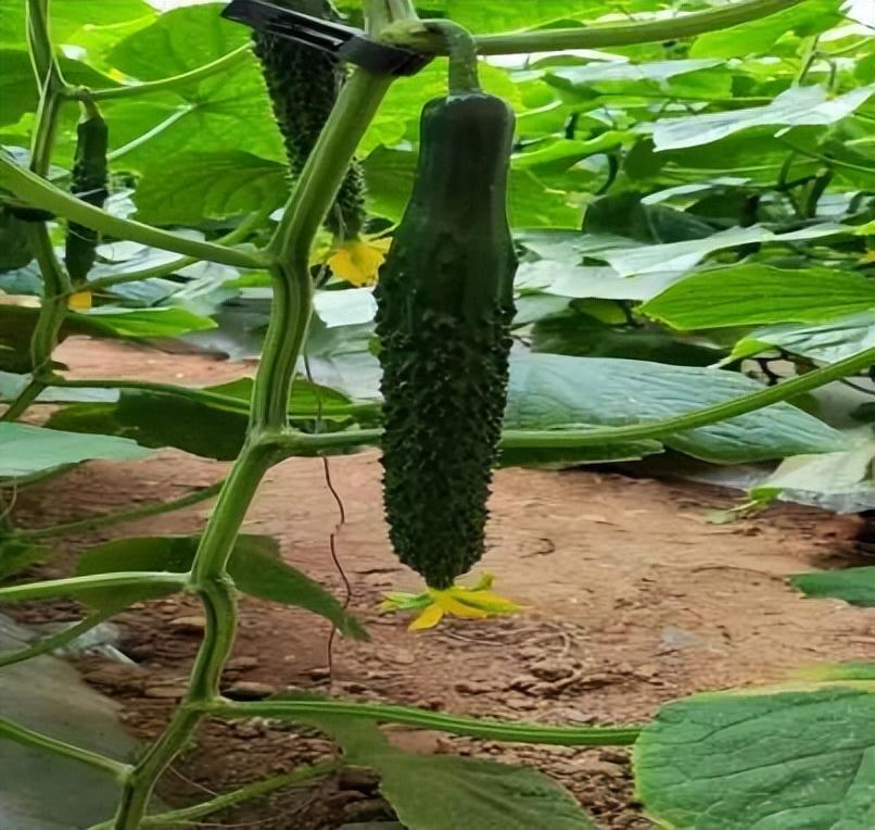 东北南瓜种植技术_南瓜东北种植技术与管理_东北南瓜种植时间