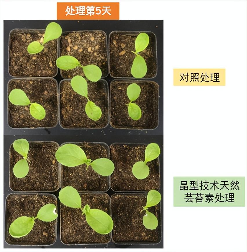 东北南瓜种植技术_南瓜东北种植技术与管理_东北南瓜种植时间