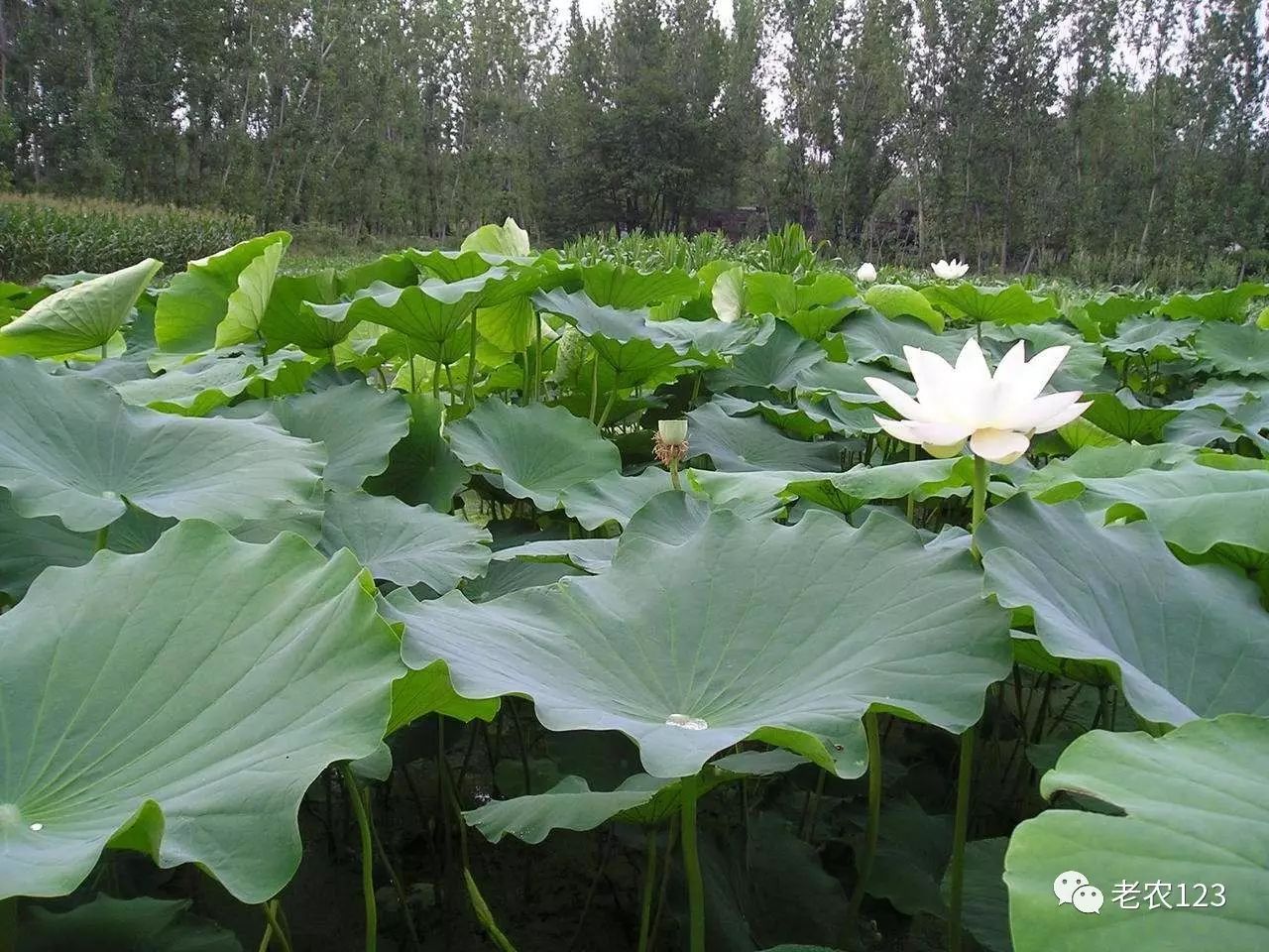 莲藕种植技术要点及方法