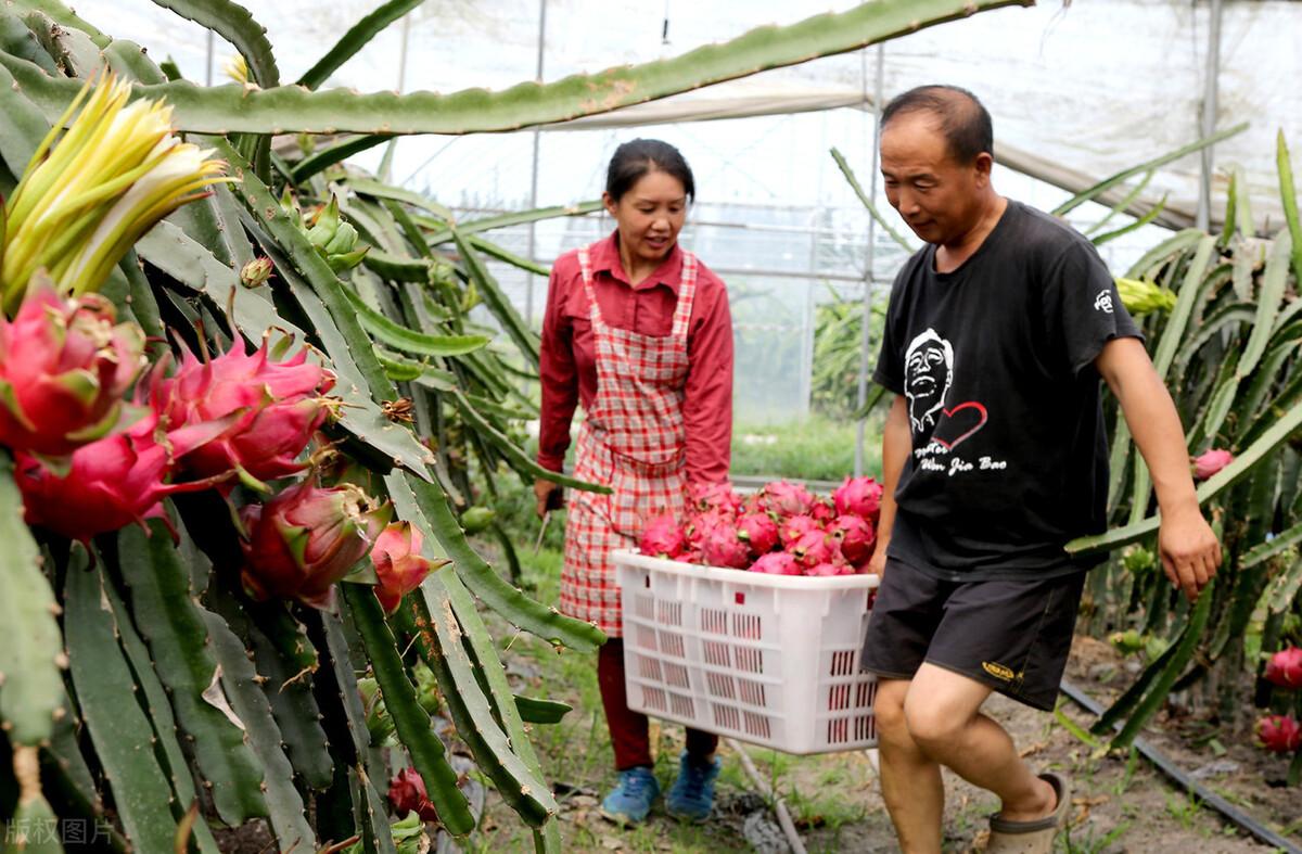 致富能种植农村土地吗_农村种植什么能致富_致富能种植农村农业吗