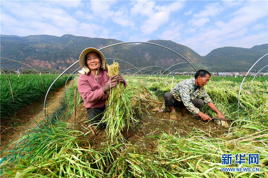 视频致富种植韭黄是真的吗_种植韭黄技术_致富经韭黄种植视频