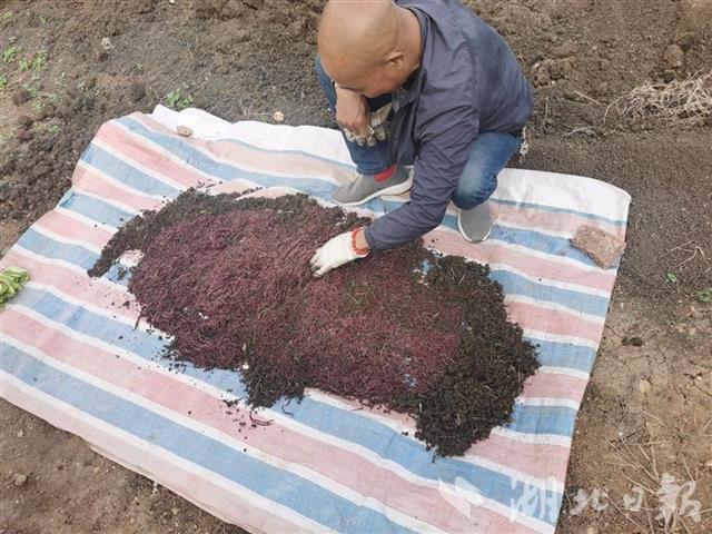 致富养殖地龙怎么样_养殖地龙致富_养殖地龙赚钱吗