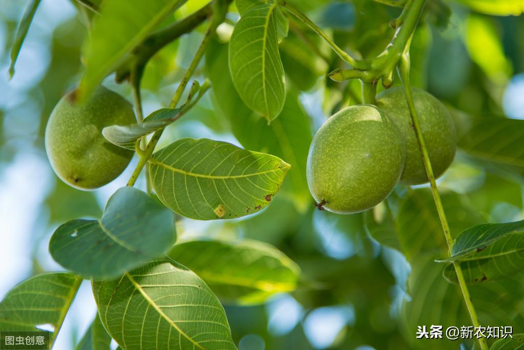 核桃种植技术用途有哪些_如何用核桃种植技术_核桃种植技术用什么土壤