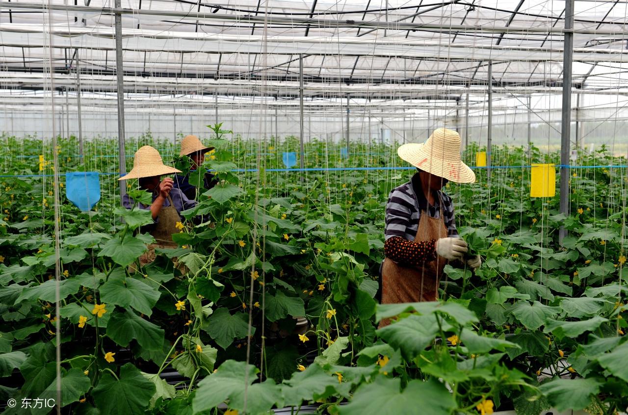 黄瓜冬季种植技术要点_冬季黄瓜种植技术_黄瓜冬季种植技术视频