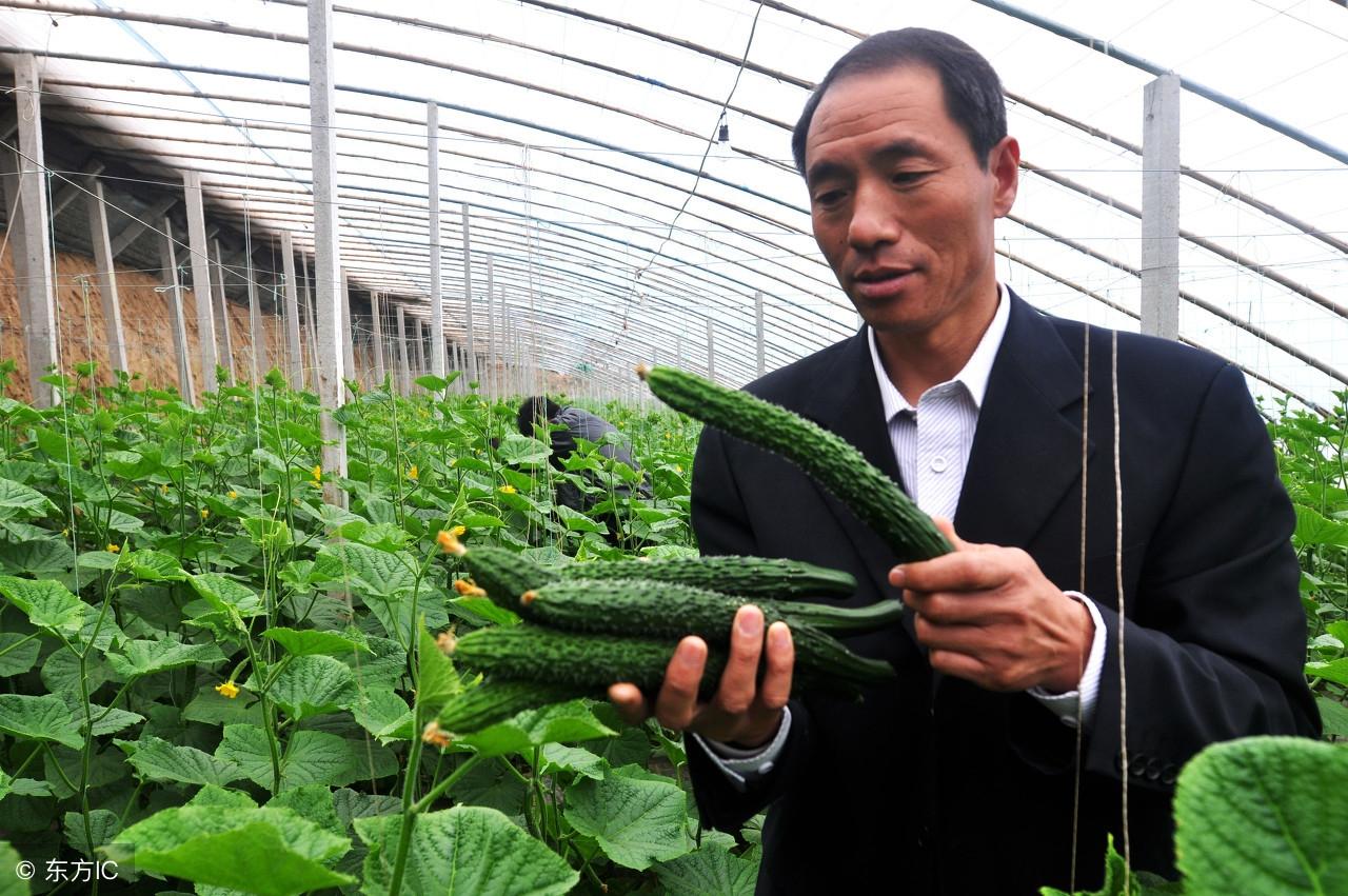 黄瓜冬季种植技术要点_黄瓜冬季种植技术视频_冬季黄瓜种植技术