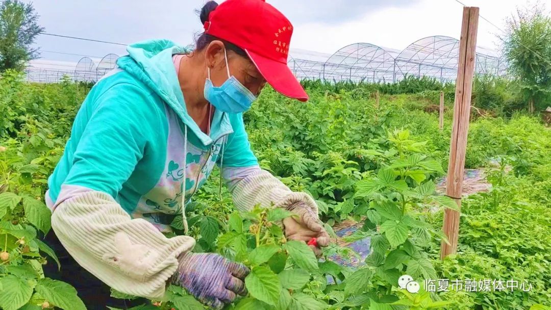 致富种植树莓项目名称_致富经树莓种植视频_树莓种植致富项目