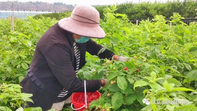 树莓种植致富项目_致富种植树莓项目名称_致富经树莓种植视频