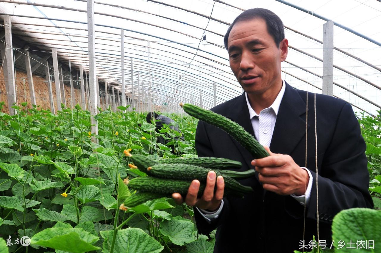 黄瓜冬季种植技术要点_冬季黄瓜种植技术_黄瓜冬季种植技术有哪些