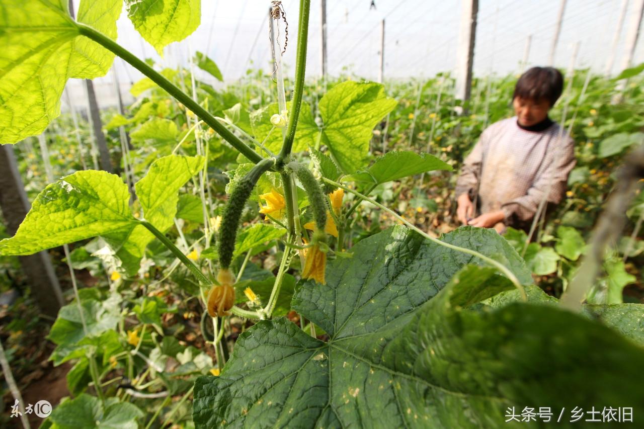 冬季黄瓜种植技术_黄瓜冬季种植技术有哪些_黄瓜冬季种植技术要点