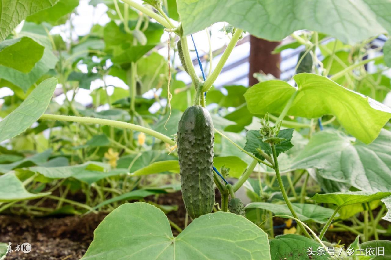 黄瓜冬季种植技术要点_黄瓜冬季种植技术有哪些_冬季黄瓜种植技术