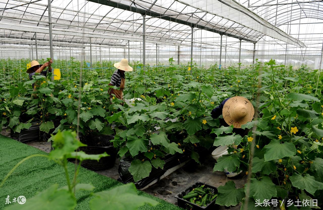 黄瓜冬季种植技术要点_冬季黄瓜种植技术_黄瓜冬季种植技术有哪些