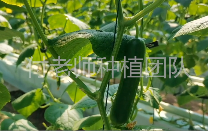 黄瓜冬季种植技术有哪些_冬季黄瓜种植技术_冬天黄瓜种植