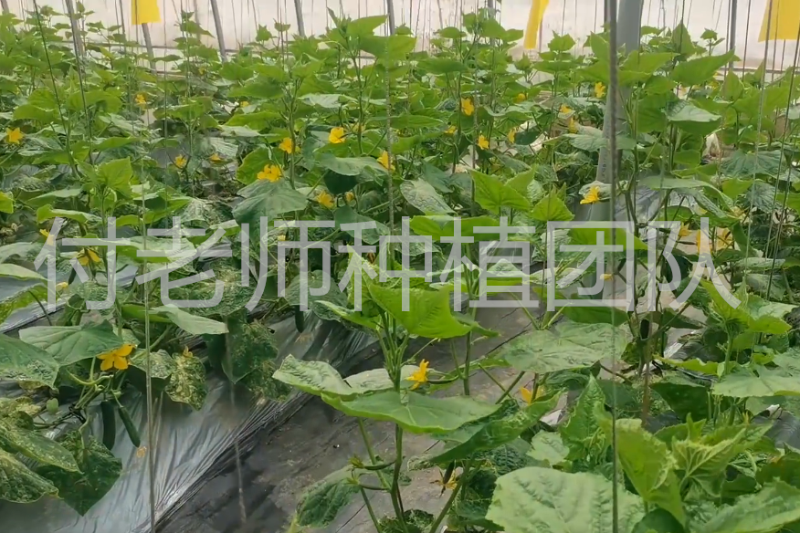 冬季黄瓜种植技术_冬天黄瓜种植_黄瓜冬季种植技术有哪些