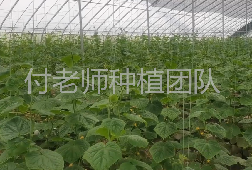 冬天黄瓜种植_冬季黄瓜种植技术_黄瓜冬季种植技术有哪些