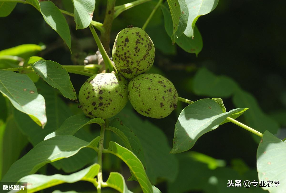 核桃种植技术用途有哪些_如何用核桃种植技术_核桃种植技术视频教程