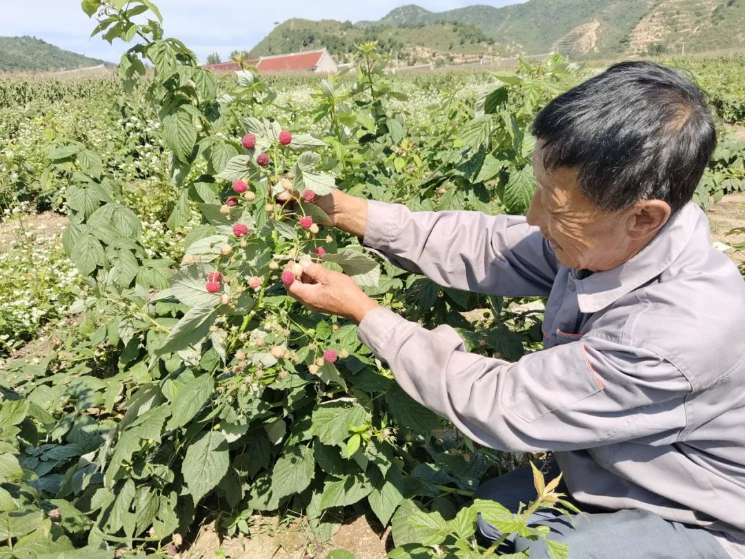 采摘正当时！饱满香甜的树莓正值成熟季