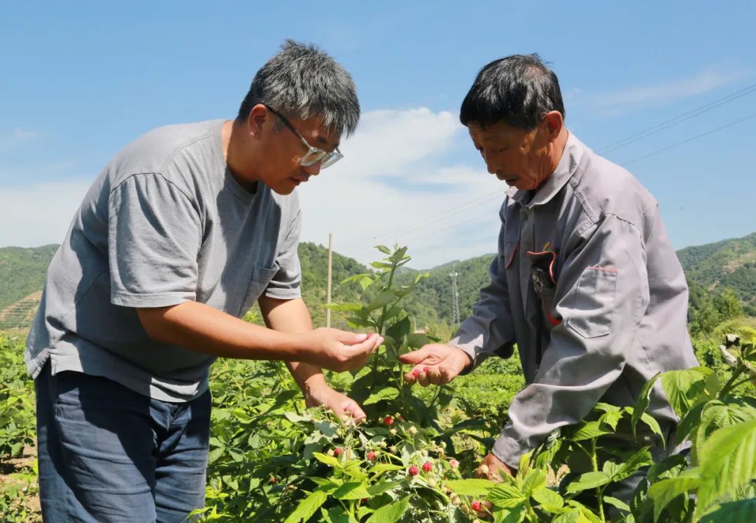 树莓种植致富项目_致富种植树莓项目名称_致富经树莓种植视频