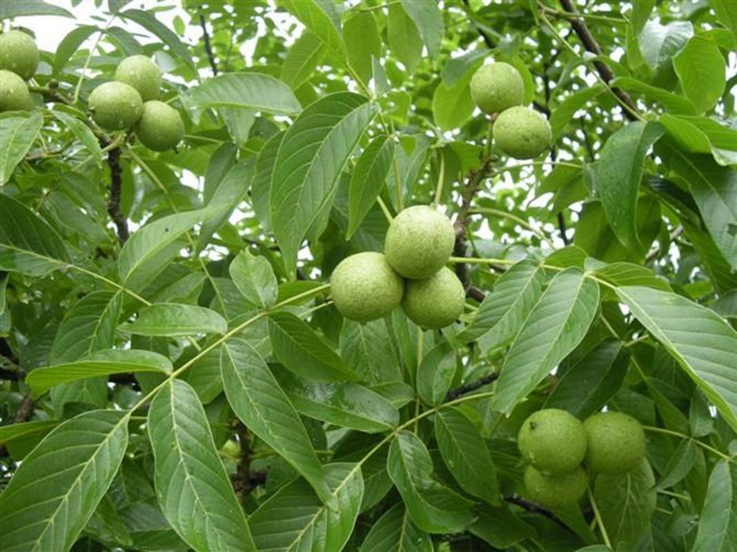 核桃种植技术用什么土壤_如何用核桃种植技术_核桃种植技术用途有哪些