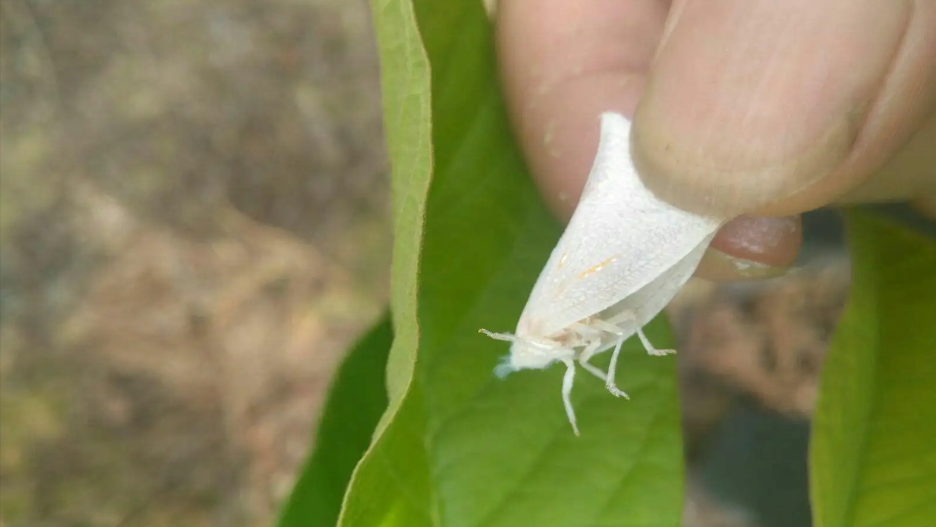 石榴图解种植方法技术与管理_石榴种植图片_石榴种植技术方法图解