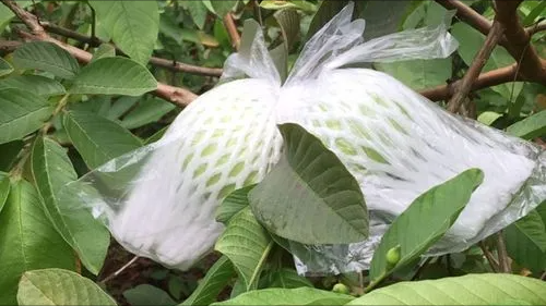 石榴种植技术方法图解_石榴种植图片_石榴图解种植方法技术与管理