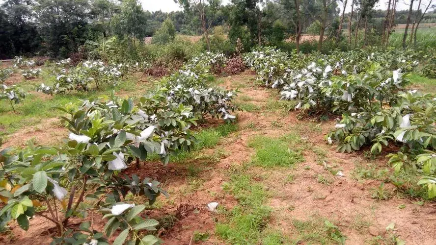 石榴种植图片_石榴种植技术方法图解_石榴图解种植方法技术与管理