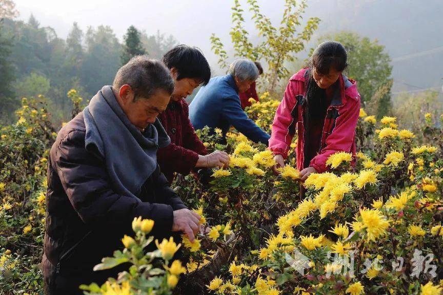 【产业振兴】湖北茅箭小川村：金丝皇菊铺就致富路