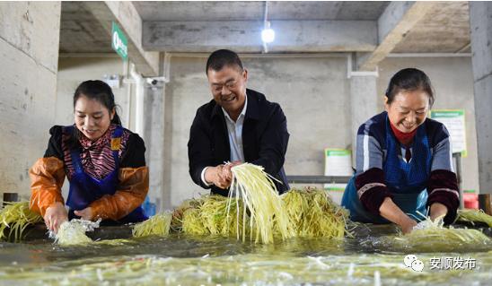 韭黄种植技术视频_种植韭黄赚钱吗_致富经韭黄种植视频