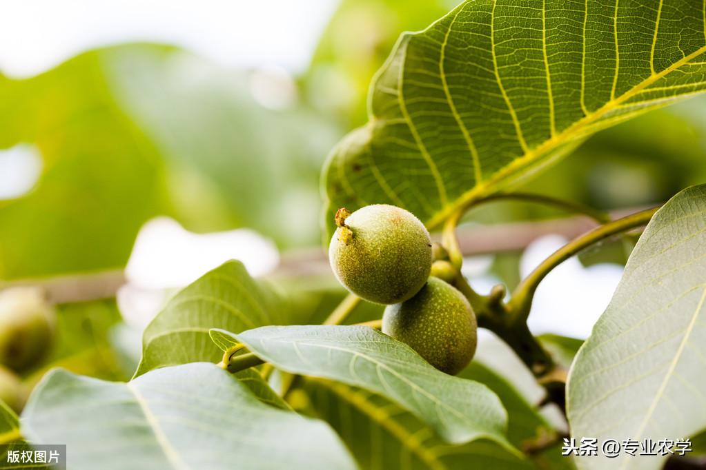 核桃种植技术用什么肥料_如何用核桃种植技术_核桃种植技术用什么土壤