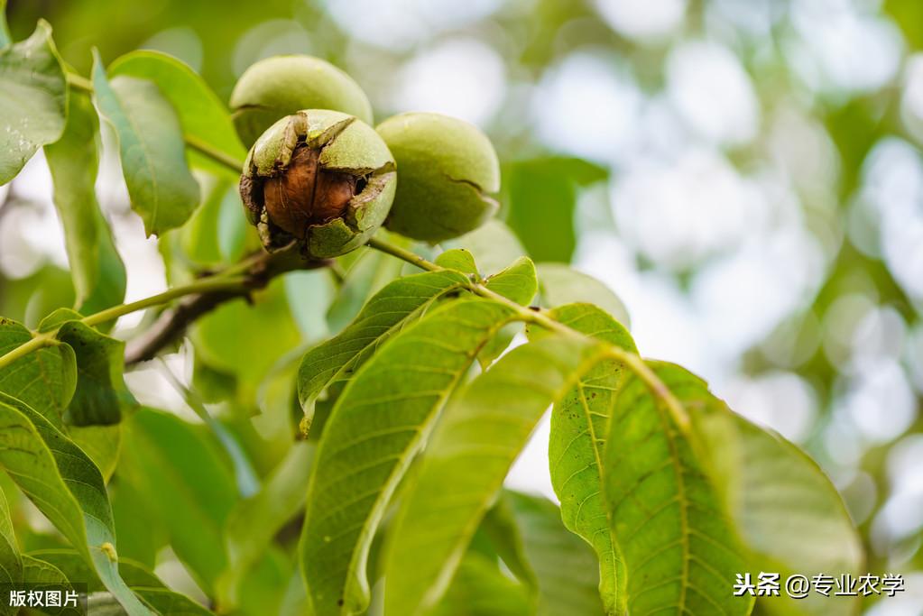 如何用核桃种植技术_核桃种植技术用什么土壤_核桃种植技术用什么肥料