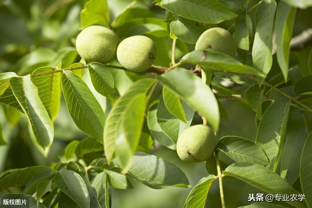 核桃种植技术用什么肥料_如何用核桃种植技术_核桃种植技术用什么土壤