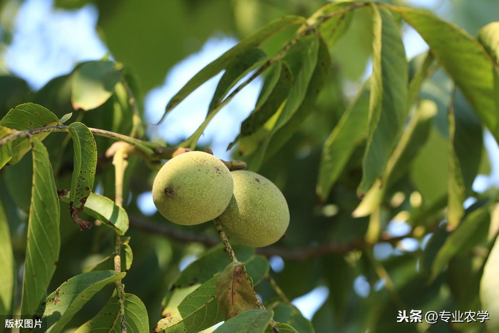 核桃种植技术用什么土壤_如何用核桃种植技术_核桃种植技术用什么肥料