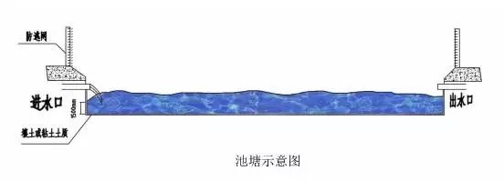 龙虾塘套养螃蟹、鳜鱼技术：池塘条件、前期准备、苗种放养、日常饲养、起捕销售