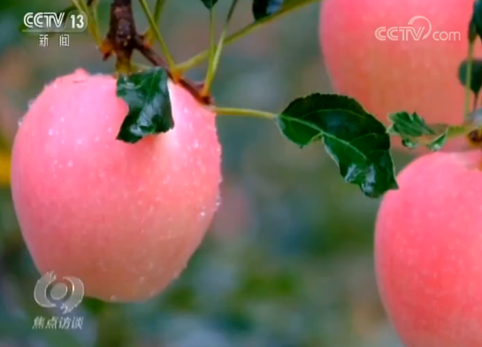 致富种植平安树图片_平安树种植_平安树种植致富