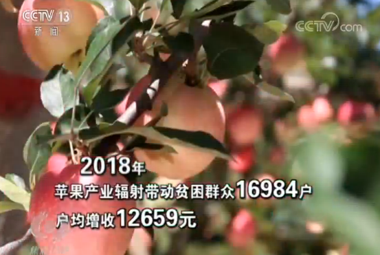 致富种植平安树图片_平安树种植_平安树种植致富