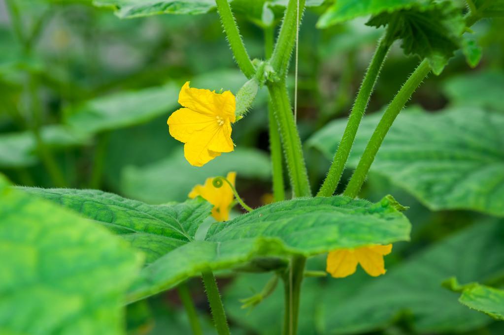 黄瓜冬季种植技术有哪些_冬季黄瓜种植技术_黄瓜冬季种植技术要点