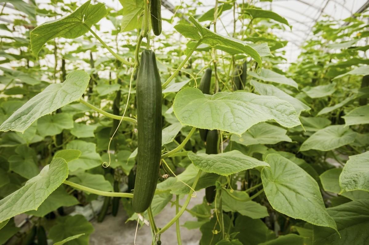 黄瓜冬季种植技术要点_黄瓜冬季种植技术有哪些_冬季黄瓜种植技术