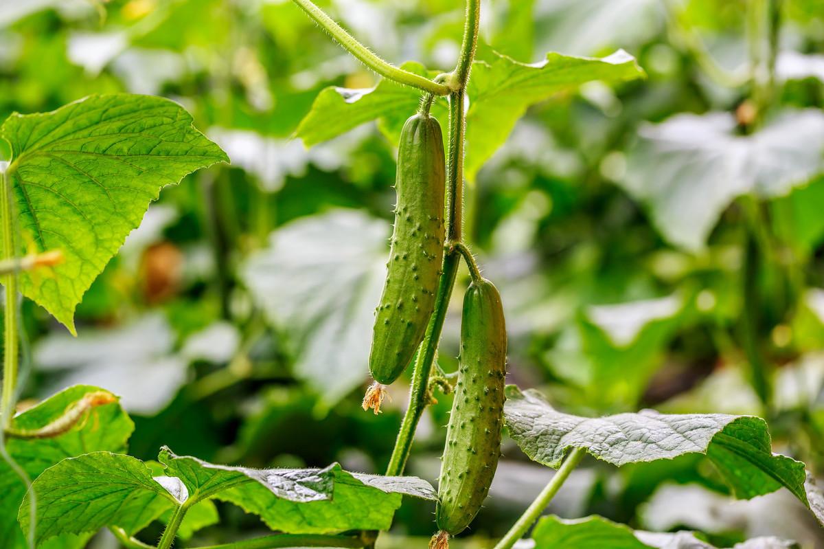 冬季黄瓜种植技术_黄瓜冬季种植技术要点_黄瓜冬季种植技术有哪些