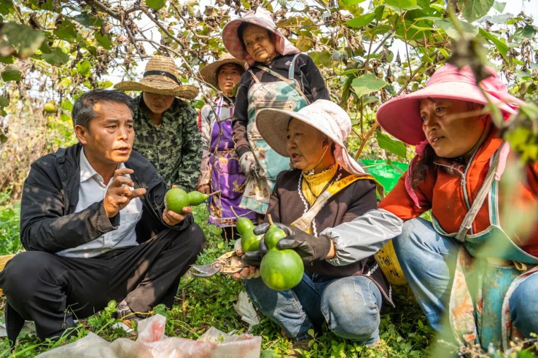 年产40万！毕节这里葫芦种出“致富经”