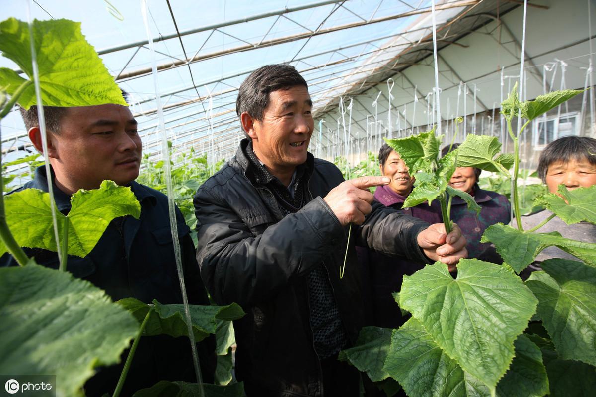 黄瓜冬季种植技术与管理_黄瓜冬季种植技术有哪些_冬季黄瓜种植技术