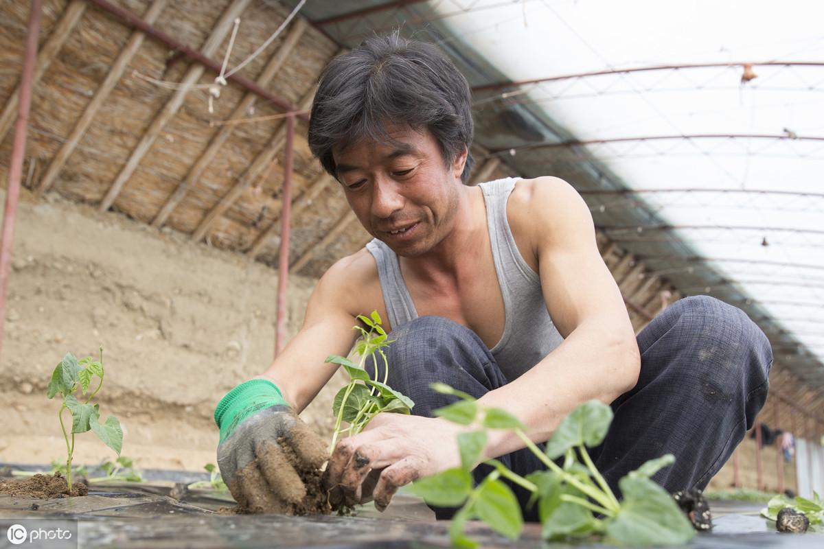 冬季黄瓜种植技术_黄瓜冬季种植技术与管理_黄瓜冬季种植技术有哪些