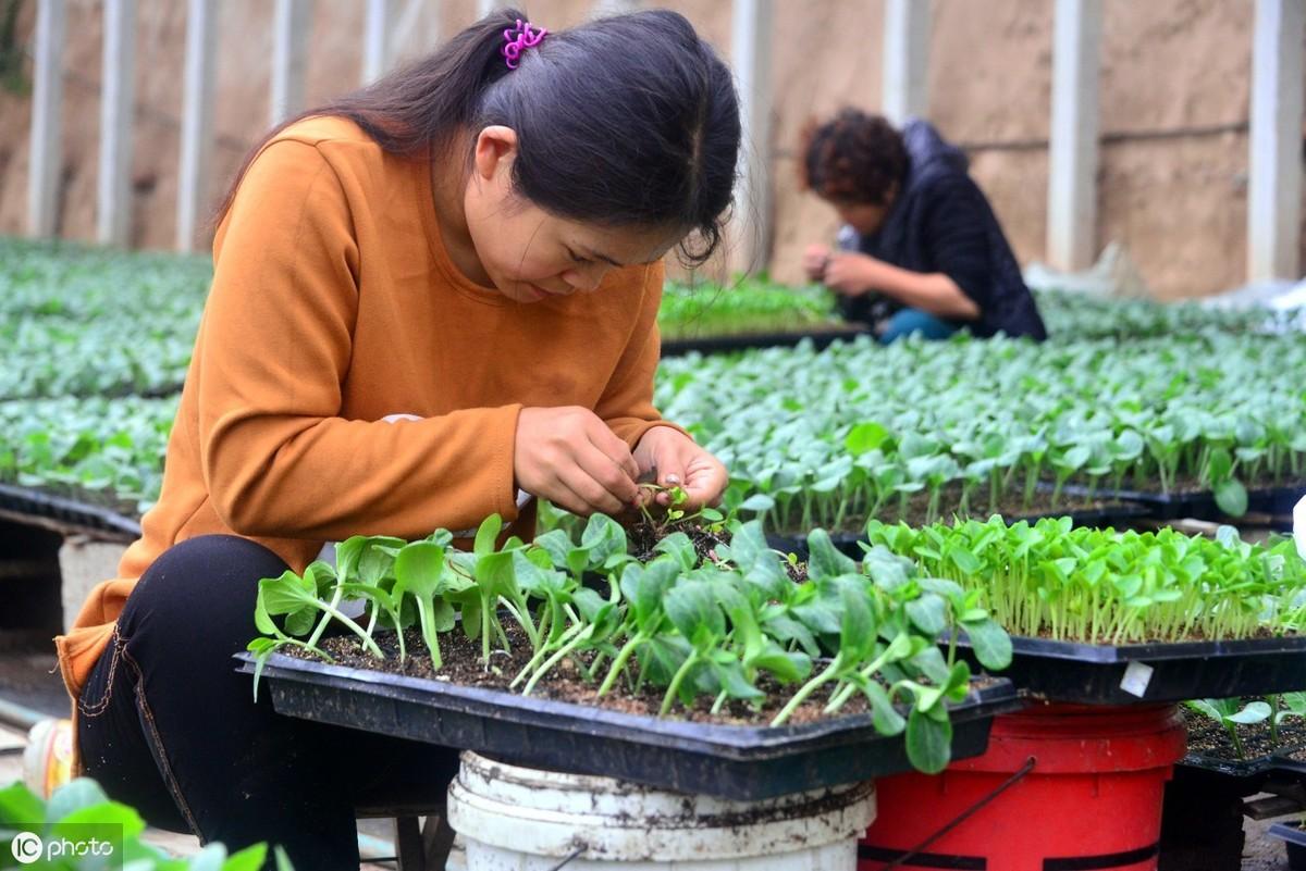 冬季黄瓜种植技术_黄瓜冬季种植技术有哪些_黄瓜冬季种植技术与管理