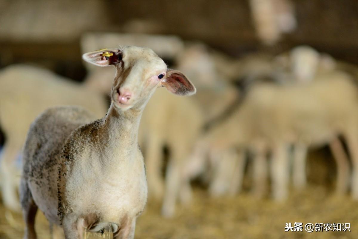 养殖羊特色技术视频_特色养殖羊技术_养殖羊技术小知识