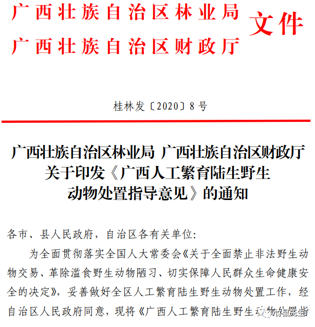 桂林竹鼠养殖基地_桂林竹鼠养殖技术_广西竹鼠养殖