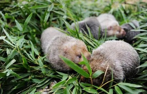 广西竹鼠养殖_桂林竹鼠养殖技术_桂林竹鼠养殖基地